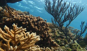 &iquest;Por qu&eacute; luchamos por los arrecifes?