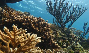 &iquest;Por qu&eacute; luchamos por los arrecifes?