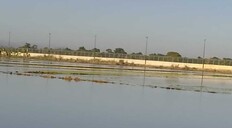 Crecida del r&iacute;o Masacre causa graves p&eacute;rdidas a productores de arroz en comunidad de Dajab&oacute;n