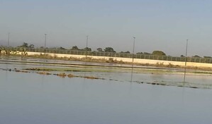 Crecida del r&iacute;o Masacre causa graves p&eacute;rdidas a productores de arroz en comunidad de Dajab&oacute;n