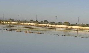 Crecida del r&iacute;o Masacre causa graves p&eacute;rdidas a productores de arroz en comunidad de Dajab&oacute;n