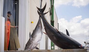 Atún, por qué la ciencia aconseja que lo comas