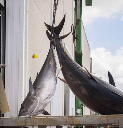 At&uacute;n, por qu&eacute; la ciencia aconseja que lo comas
