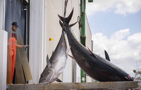 At&uacute;n, por qu&eacute; la ciencia aconseja que lo comas