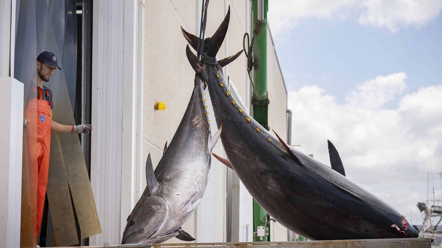 Atún, por qué la ciencia aconseja que lo comas