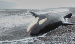 Orca queda varada en Uruguay con un marcado estado de debilidad y ser&aacute; sacrificada