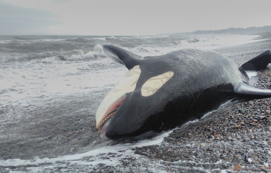 Orca queda varada en Uruguay con un marcado estado de debilidad y ser&aacute; sacrificada