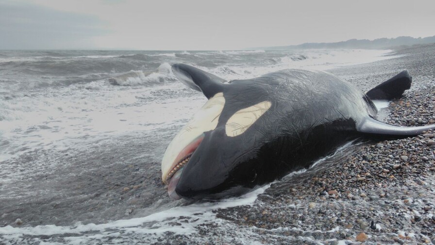 Orca queda varada en Uruguay con un marcado estado de debilidad y ser&aacute; sacrificada