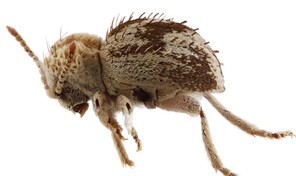 Descubren una nueva especie de escarabajo ara&ntilde;a en reserva de la costa sur de Per&uacute;