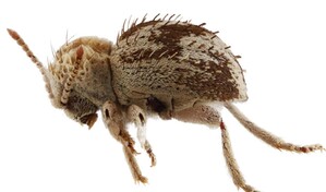 Descubren una nueva especie de escarabajo ara&ntilde;a en reserva de la costa sur de Per&uacute;