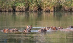 Un magnate indio ofrece acoger a los 80 hipop&oacute;tamos colombianos destinados a la eutanasia