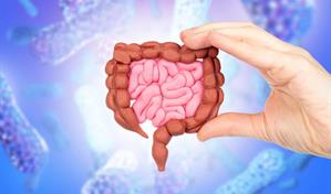 ¿Tus bacterias intestinales pueden aumentar el riesgo de piedras en los riñones?