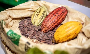 El cacao de Hato Mayor y el valor de la confianza