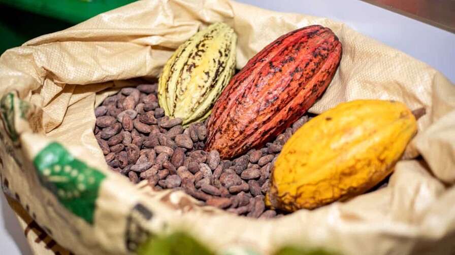 El cacao de Hato Mayor y el valor de la confianza