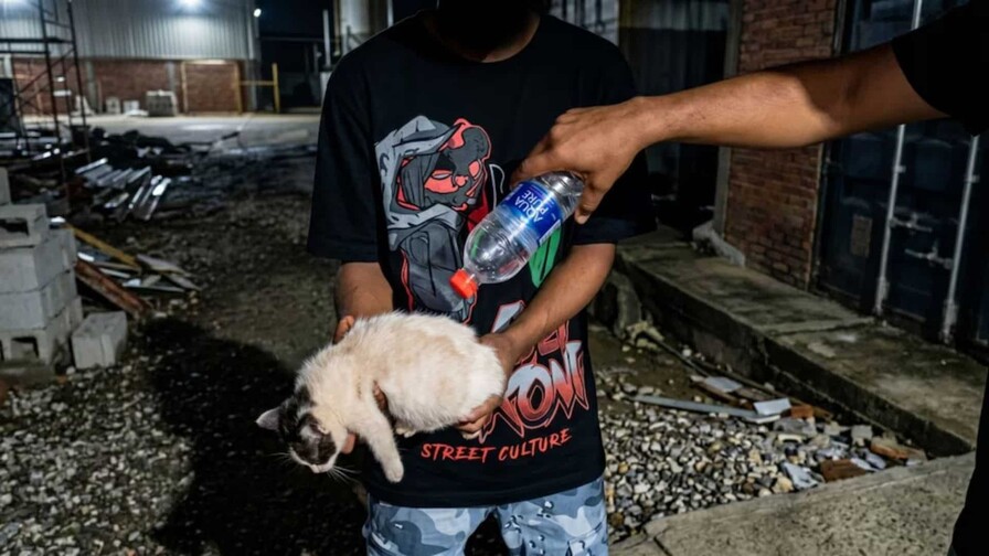 MP solicita prisi&oacute;n preventiva para dos de los detenidos por incendiar a un gato en Sabana Perdida