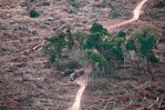 La destrucción de bosques se moderó en 2025, pero preocupa