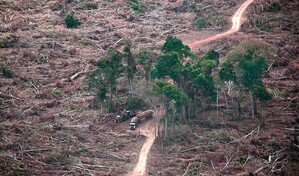 La destrucci&oacute;n de bosques se moder&oacute; en 2025, pero preocupa
