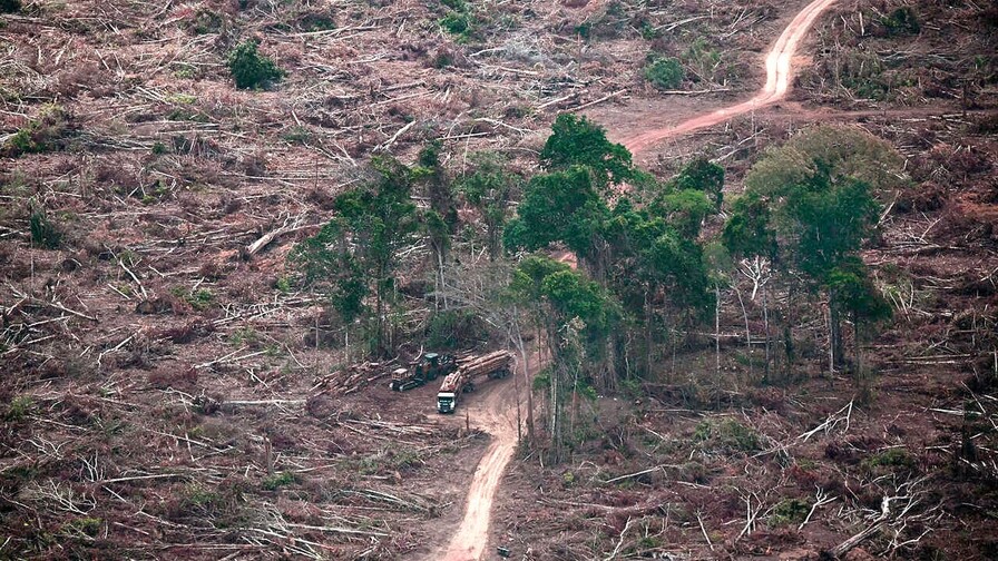 La destrucci&oacute;n de bosques se moder&oacute; en 2025, pero preocupa