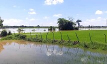 Lluvias recientes amenazan producci&oacute;n arrocera en el Cibao