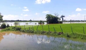Lluvias recientes amenazan producci&oacute;n arrocera en el Cibao