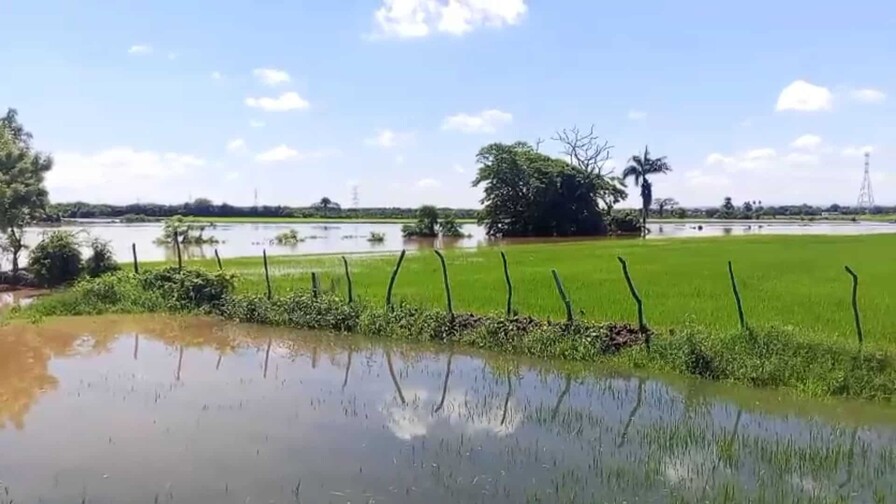 Lluvias recientes amenazan producci&oacute;n arrocera en el Cibao