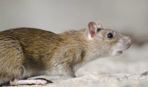 Autoridades sanitarias de EE. UU. minimizan amenaza en sus ciudadanos por hantavirus