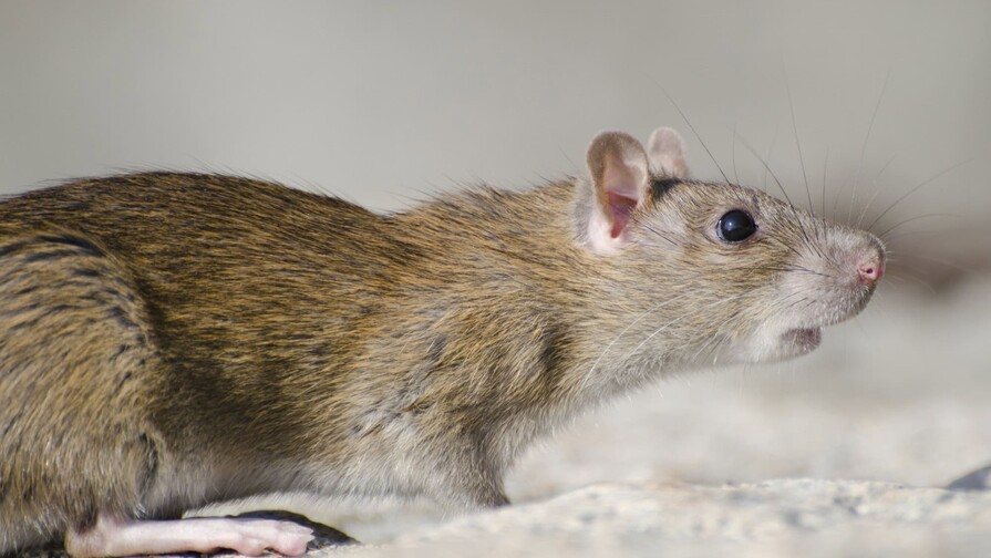 Autoridades sanitarias de EE. UU. minimizan amenaza en sus ciudadanos por hantavirus