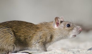 La OMS reitera que el hantavirus s&oacute;lo se transmite por contacto estrecho