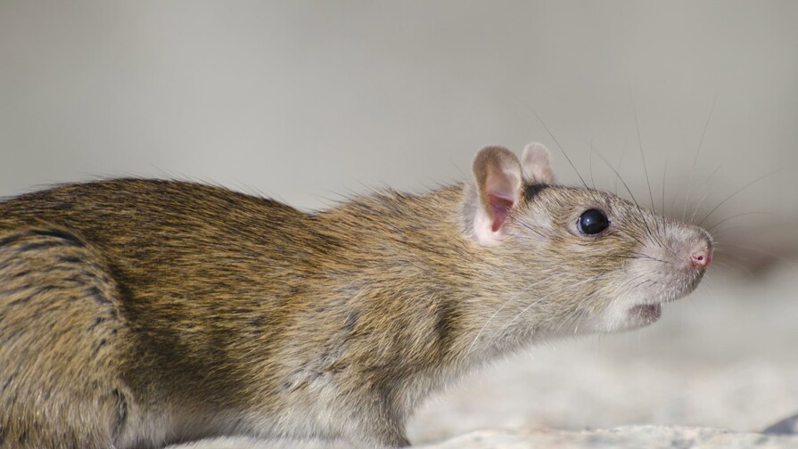 La OMS reitera que el hantavirus s&oacute;lo se transmite por contacto estrecho