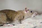El Ministerio de Salud P&uacute;blica dice que no hay evidencia de circulaci&oacute;n de hantavirus en el pa&iacute;s