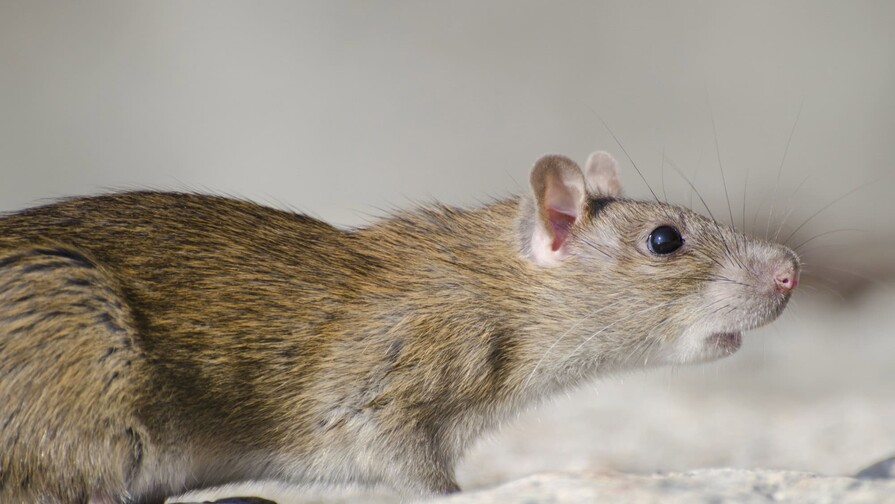 El Ministerio de Salud P&uacute;blica dice que no hay evidencia de circulaci&oacute;n de hantavirus en el pa&iacute;s
