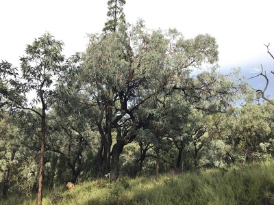 Cambio climático y extinción de plantas: un riesgo creciente