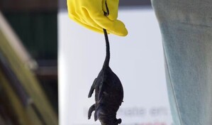 Chile registra 39 casos de hantavirus en lo que va de 2026 y un aumento de la letalidad