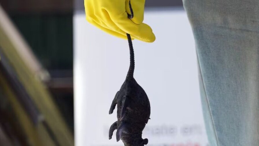 Chile registra 39 casos de hantavirus en lo que va de 2026 y un aumento de la letalidad
