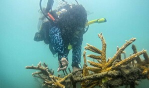 De pescadores a jardineros submarinos: la restauraci&oacute;n de corales en Colombia
