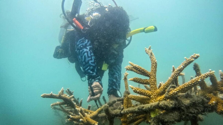 De pescadores a jardineros submarinos: la restauraci&oacute;n de corales en Colombia