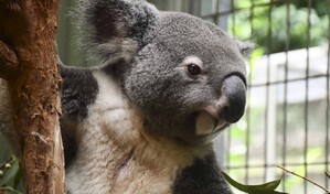 El koala tiene sed: Australia descubre c&oacute;mo el calor extremo afecta al icono del pa&iacute;s