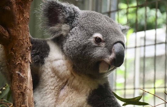 El koala tiene sed: Australia descubre c&oacute;mo el calor extremo afecta al icono del pa&iacute;s
