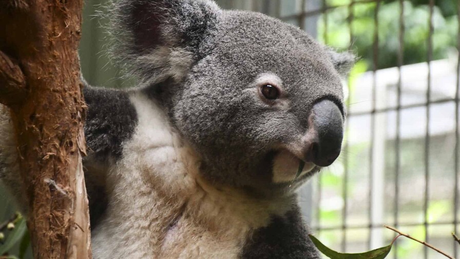 El koala tiene sed: Australia descubre c&oacute;mo el calor extremo afecta al icono del pa&iacute;s