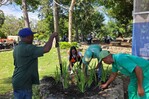Siembran plantas y limpian parque Domingo Liz de la avenida España Siembran plantas y limpian parque Domingo Liz de la avenida España