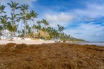 El sargazo deja de ser estacional: el Caribe enfrenta una nueva normalidad en 2026