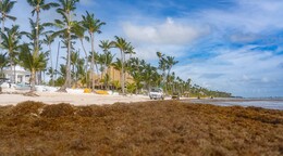 El sargazo deja de ser estacional: el Caribe enfrenta una nueva normalidad en 2026