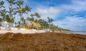 El sargazo deja de ser estacional: el Caribe enfrenta una nueva normalidad en 2026