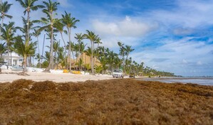 El sargazo deja de ser estacional: el Caribe enfrenta una nueva normalidad en 2026