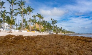 El sargazo deja de ser estacional: el Caribe enfrenta una nueva normalidad en 2026