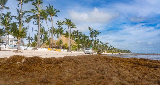 El sargazo deja de ser estacional: el Caribe enfrenta una nueva normalidad en 2026