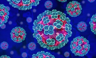 Seis casos confirmados de hantavirus tras brote en crucero, seg&uacute;n la OMS