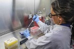 Recuerdos del COVID-19 se avivan por el brote de hantavirus en un crucero