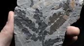 Las plantas sobrevivieron al asteroide que mat&oacute; a los dinosaurios duplicando su genoma 