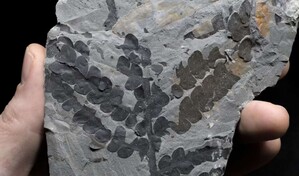 Las plantas sobrevivieron al asteroide que mat&oacute; a los dinosaurios duplicando su genoma 